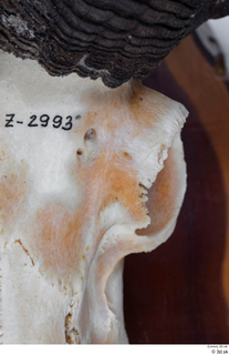 Skull Mouflon Ovis orientalis head skull 0003.jpg